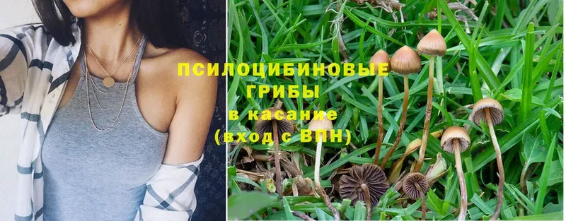 Псилоцибиновые грибы Psilocybe  даркнет сайт  Кропоткин 